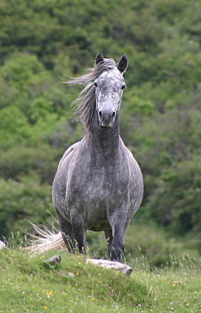 The Connemara Pony. Although the Irish Hobby is now extinct, it is thought the Connemara Pony may be similar to how it once appeared.